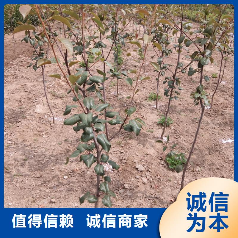 梨树-樱桃苗工厂自营