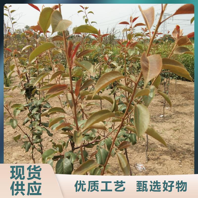 梨树桃树苗实体诚信经营