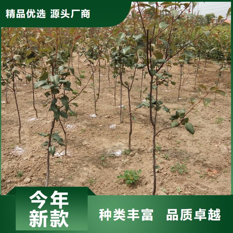 梨树樱桃苗货品齐全