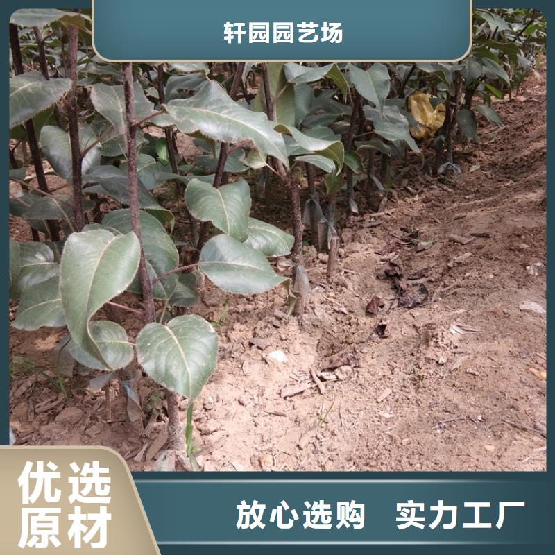 梨树樱桃苗质量优价格低