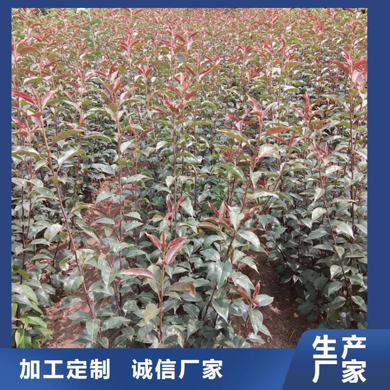 梨树樱桃苗货品齐全