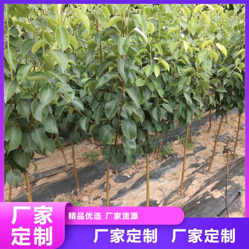 梨树苹果苗来图定制