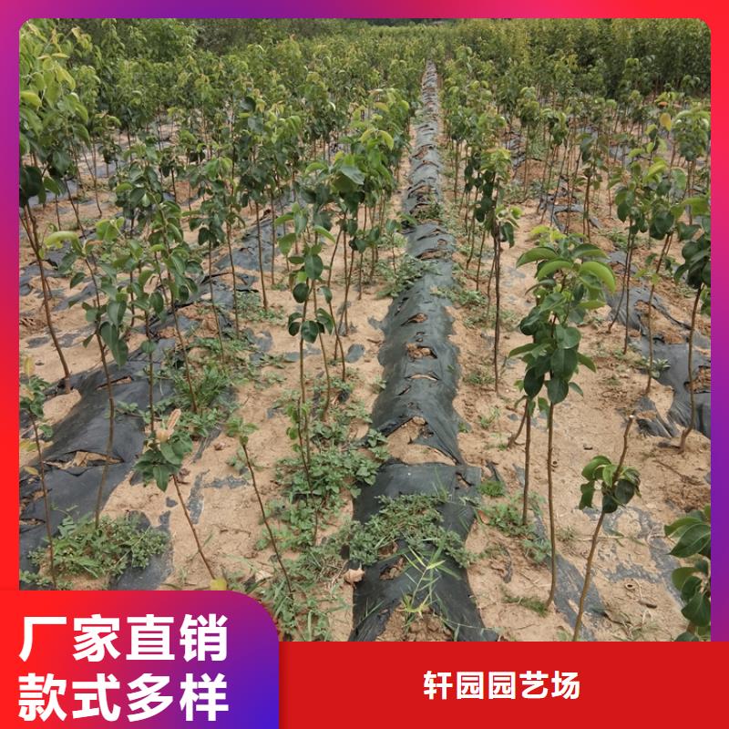 梨树红石榴苗基地一站式采购方便省心