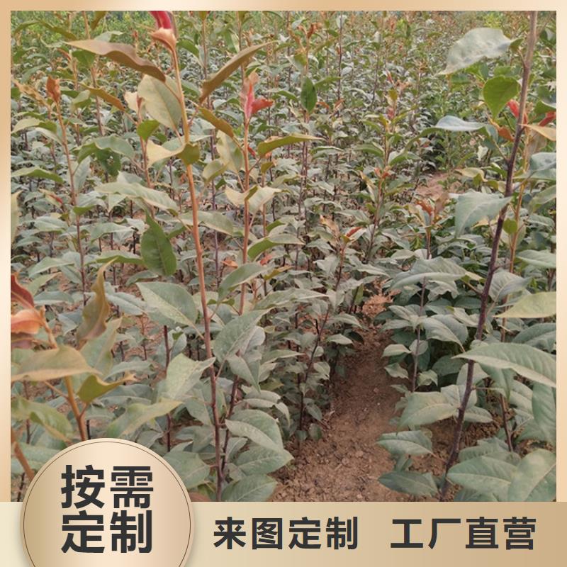 西瓜番石榴苗视频-西瓜番石榴苗(轩园)覆盖地域山东省泰安市岱岳|宁阳|烟台|聊城|滨州|德州|菏泽|东营