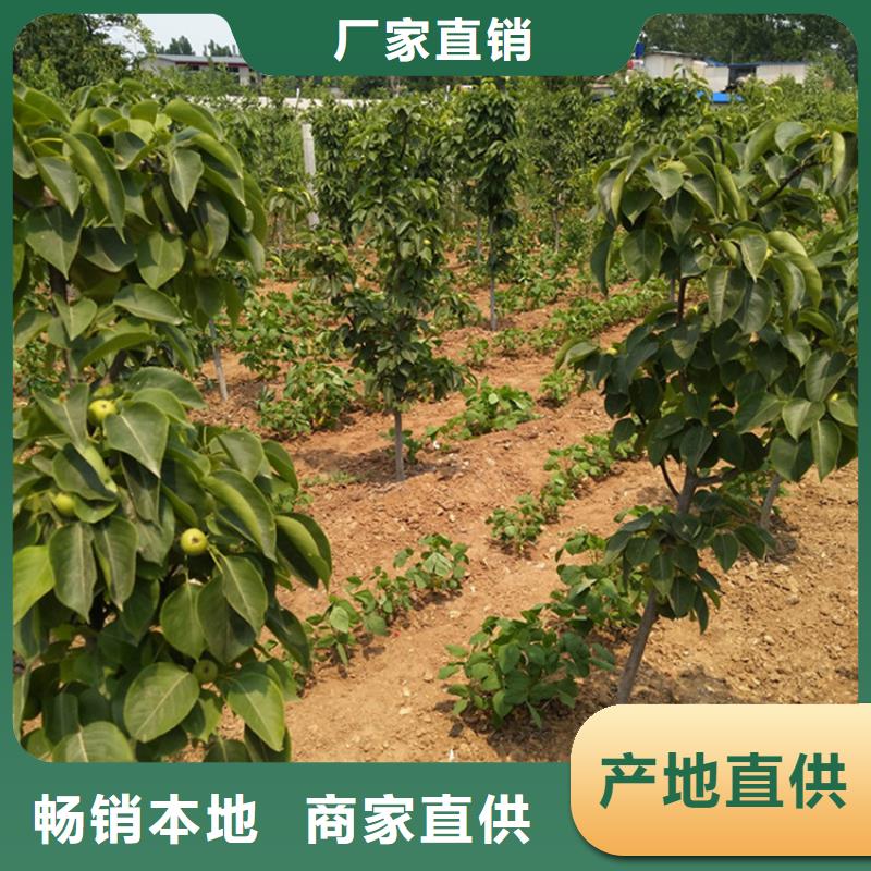 梨树樱桃苗货品齐全