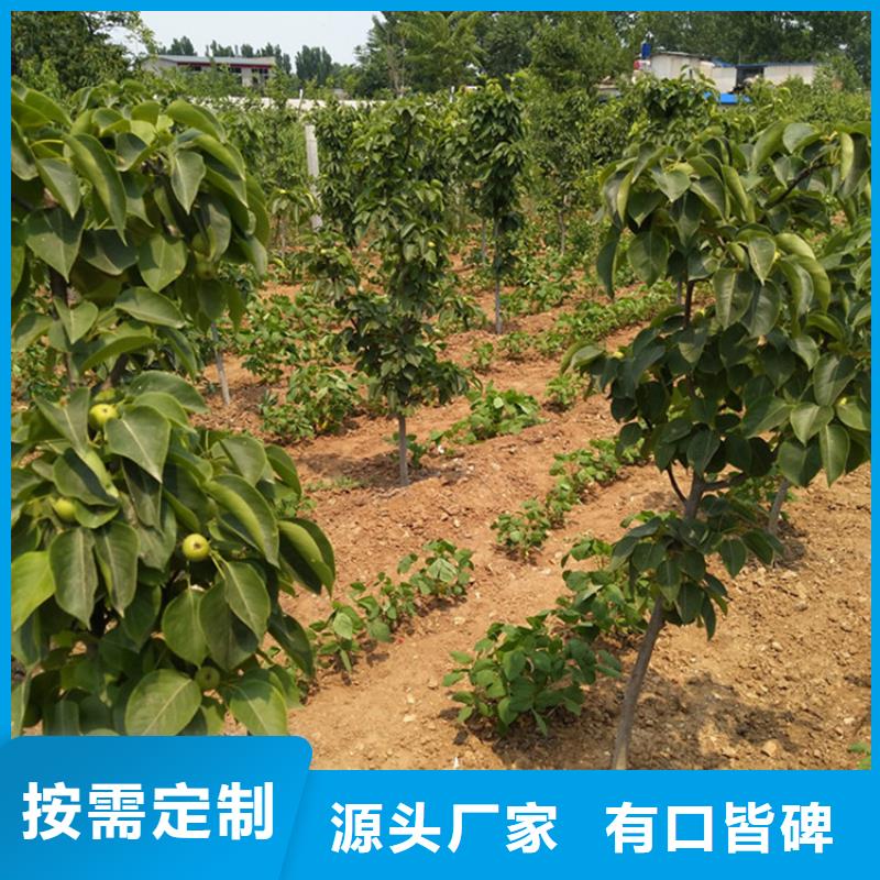 【 梨树_桃树苗大品牌值得信赖】