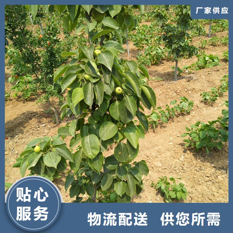 【梨树红石榴苗基地严格把控每一处细节】