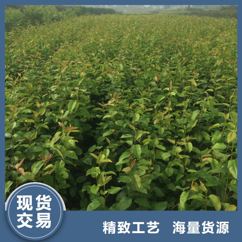 梨树【猕猴桃苗】满足客户需求