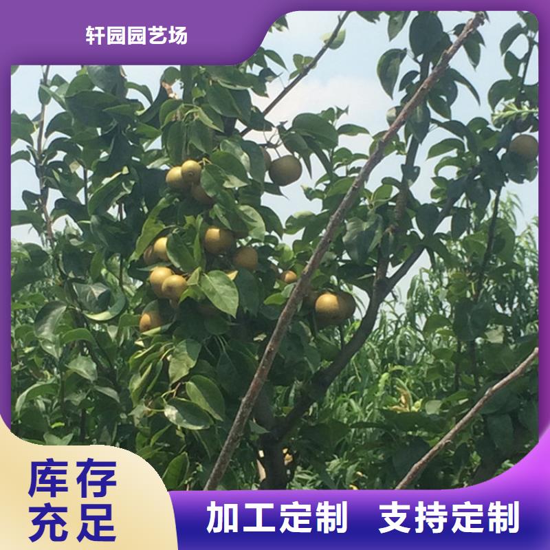 西瓜番石榴苗视频-河北省|沧州|张家口|承德|保定|廊坊西瓜番石榴苗-轩园