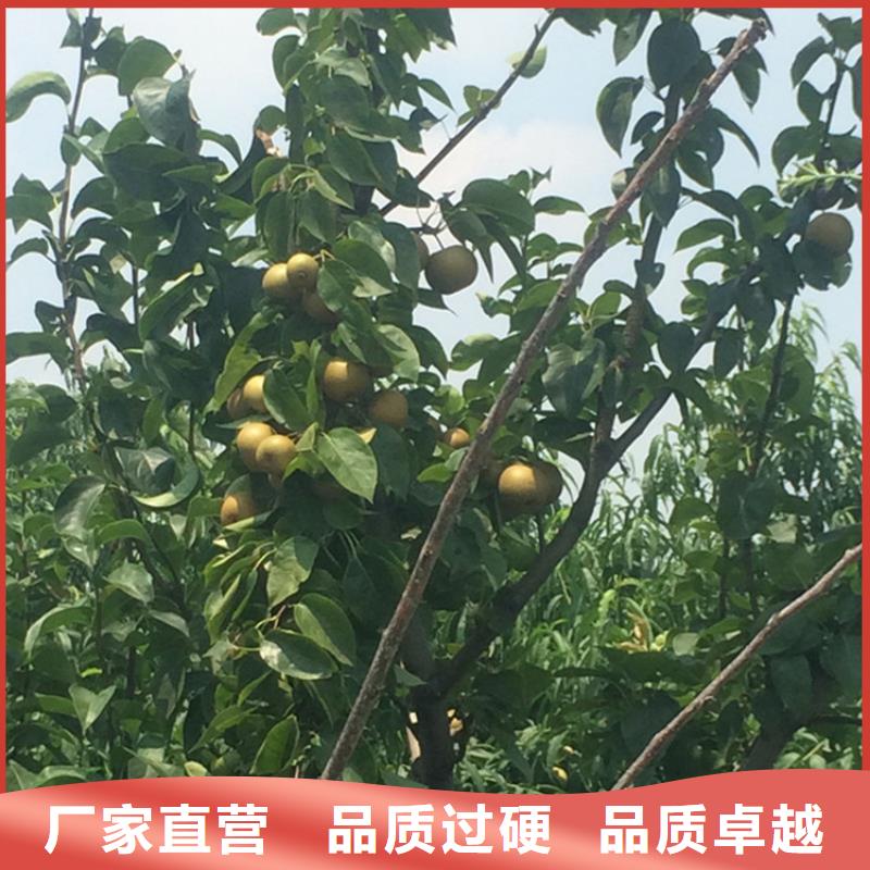 【梨树红石榴苗基地严格把控每一处细节】