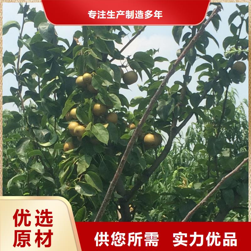 梨树_苹果苗工厂自营