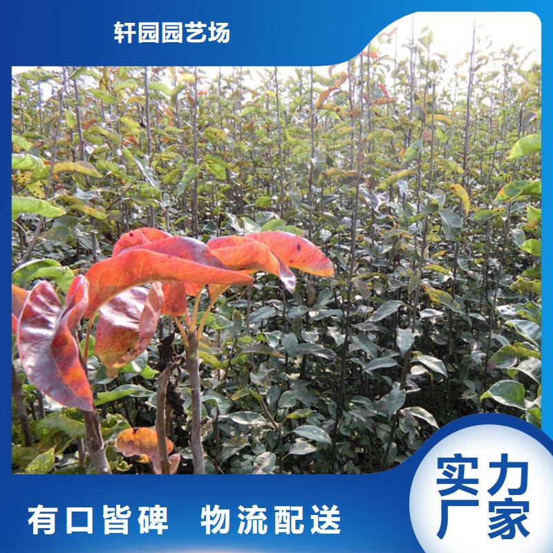 轩园西瓜番石榴苗【 梨树_板栗苗价格实惠工厂直供】cg39.com