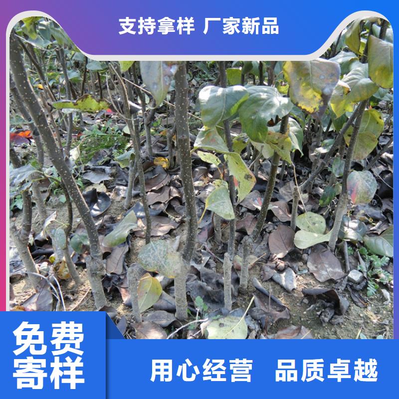 西瓜番石榴苗视频-西瓜番石榴苗(轩园)覆盖地域山东省泰安市肥城|岱岳|东营|菏泽|莱芜|日照|淄博|聊城|济南