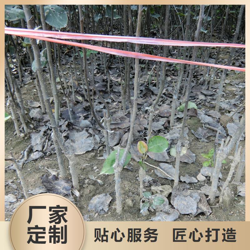 梨树,红石榴苗基地我们更专业