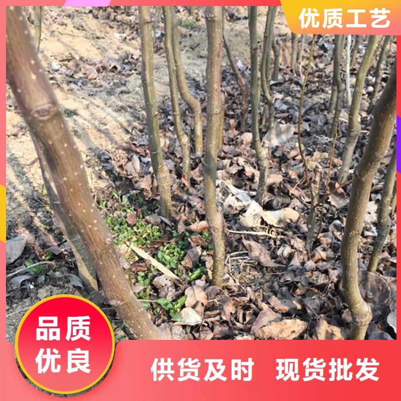 梨树嘎啦苹果老品牌厂家