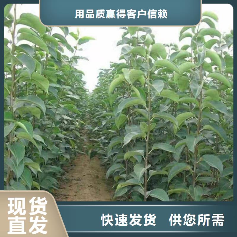 梨树苹果苗价格实惠工厂直供