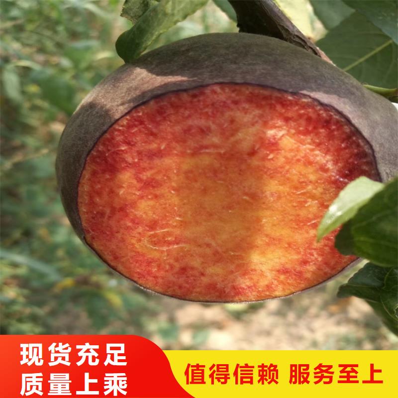 西瓜番石榴苗视频-西瓜番石榴苗-江西省九江市(附近)生产商-修水|都昌|新余|上饶|南昌|宜春