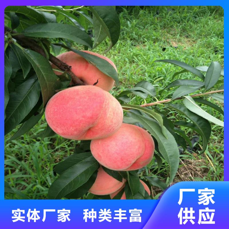 西瓜番石榴苗-视频-西瓜番石榴苗|宁波市|江东|海曙|丽水|嘉兴|绍兴|舟山|衢州|湖州|台州