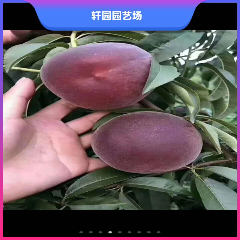 【桃石榴树追求细节品质】