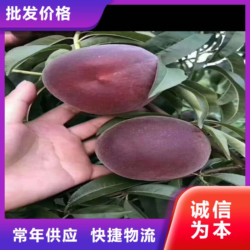 桃樱桃苗供您所需