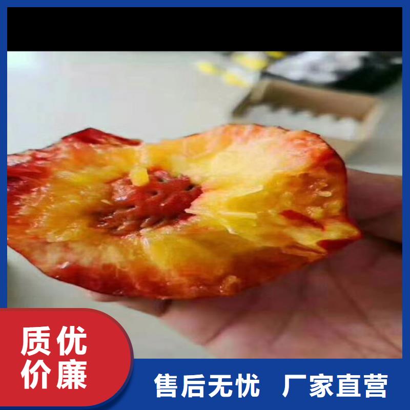 桃_樱桃苗厂家新品