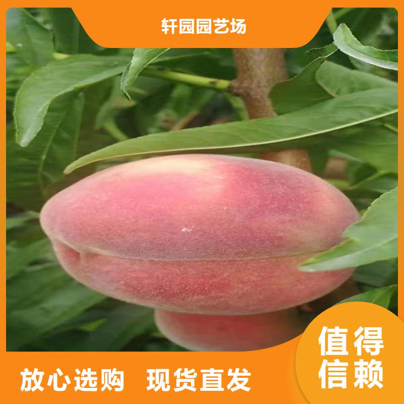桃苹果苗制造厂家