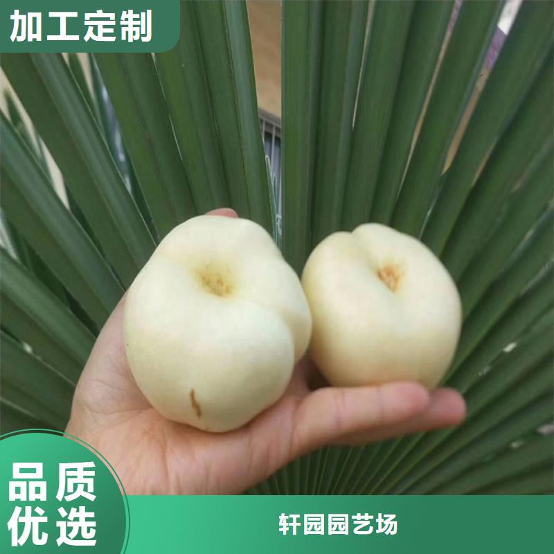 桃 苹果苗生产经验丰富
