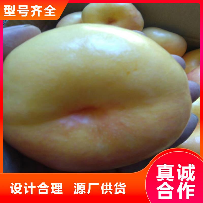 桃樱桃苗按需定做