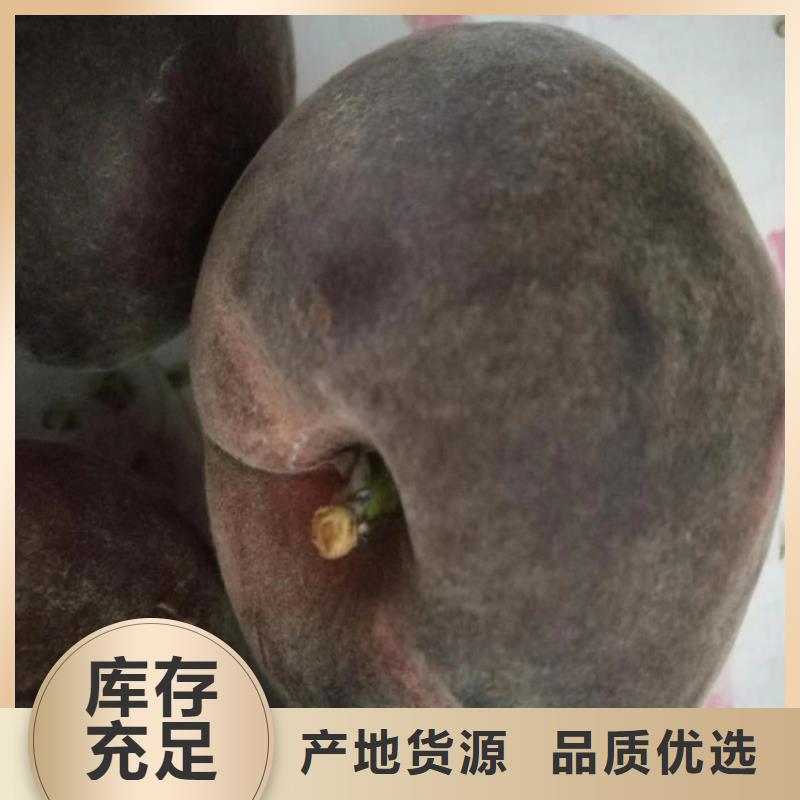 桃【猕猴桃苗】把实惠留给您