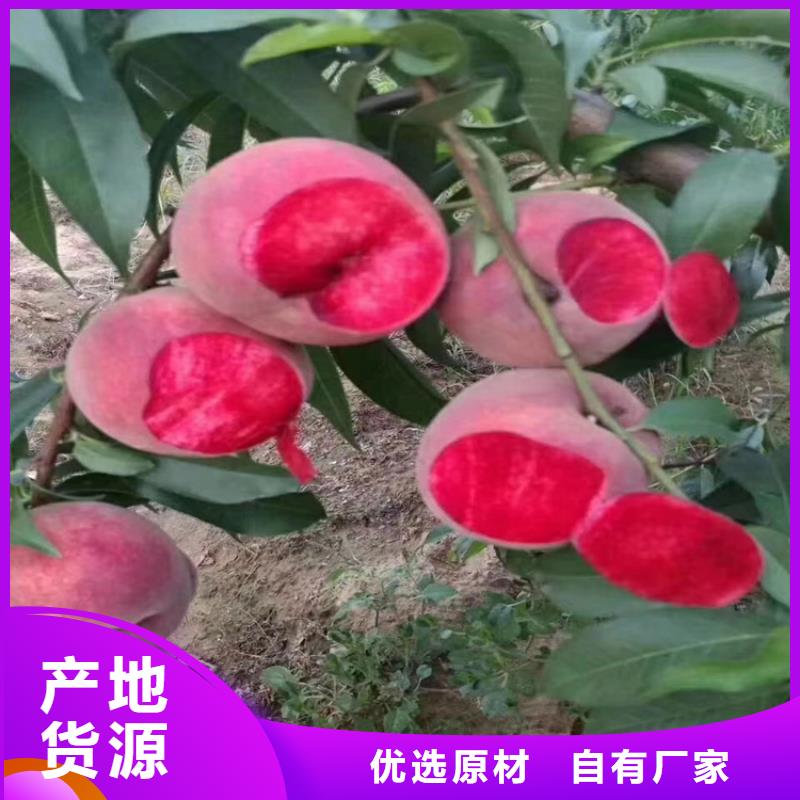 桃【猕猴桃苗】把实惠留给您