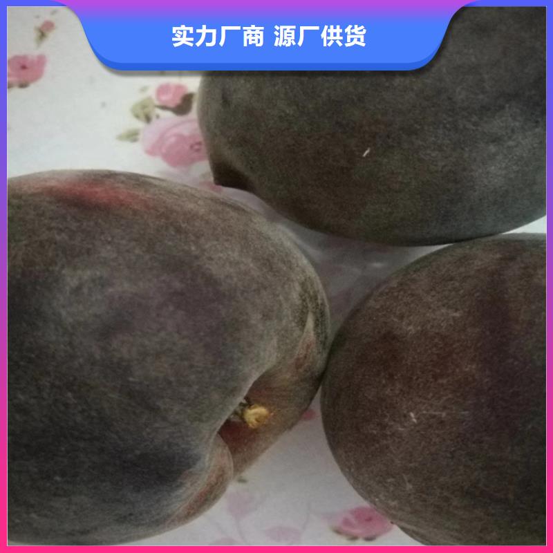桃-樱桃苗您想要的我们都有