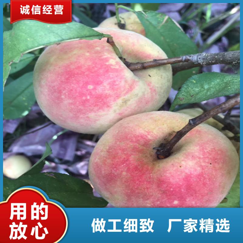 桃石榴苗专业生产N年