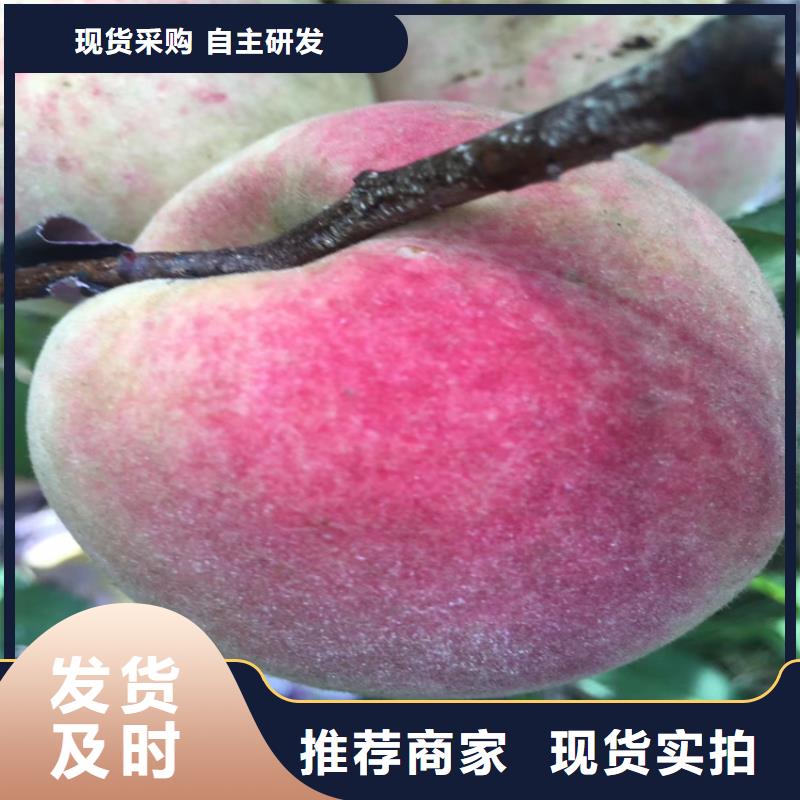 桃樱桃苗品质优选
