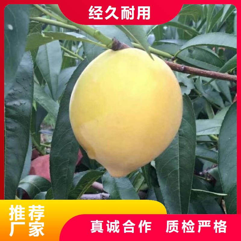 西瓜番石榴苗-视频-西瓜番石榴苗|宁波市|江东|海曙|丽水|嘉兴|绍兴|舟山|衢州|湖州|台州