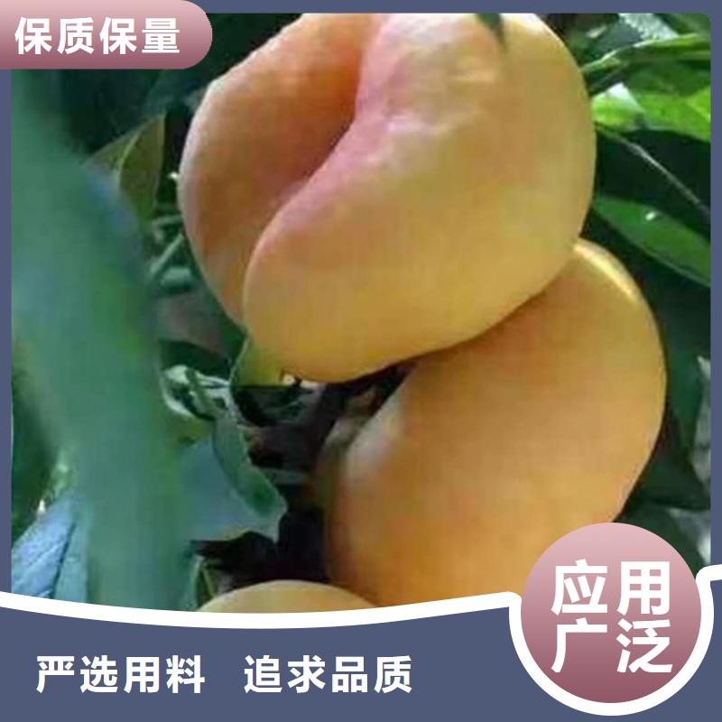 【桃-板栗苗库存量大】