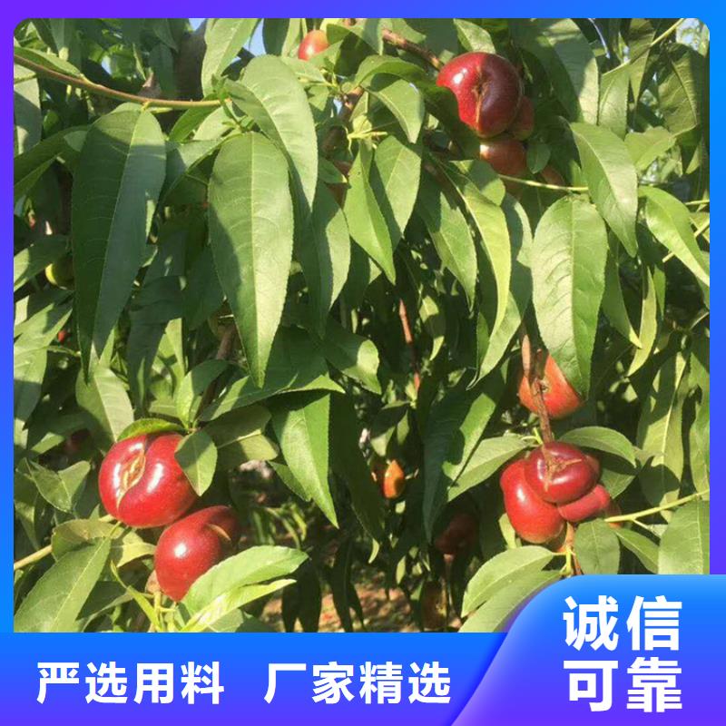 【桃】杏树苗有实力有经验