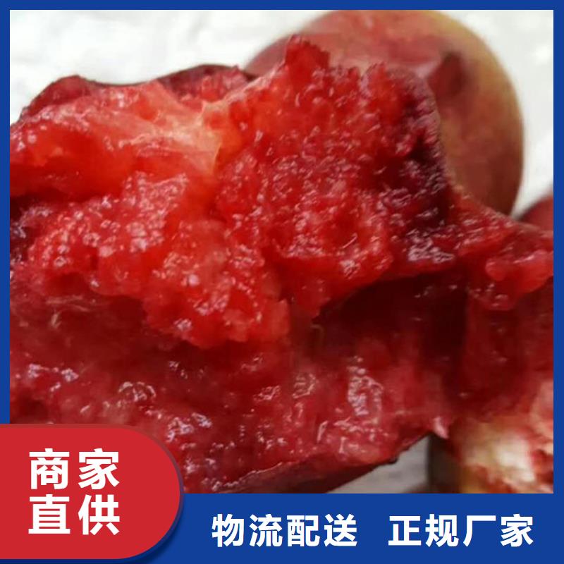 桃李子苗用心制造