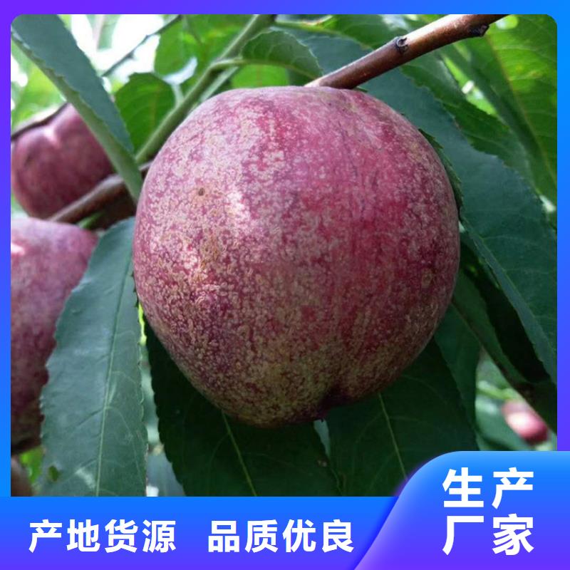 桃李子苗用心制造