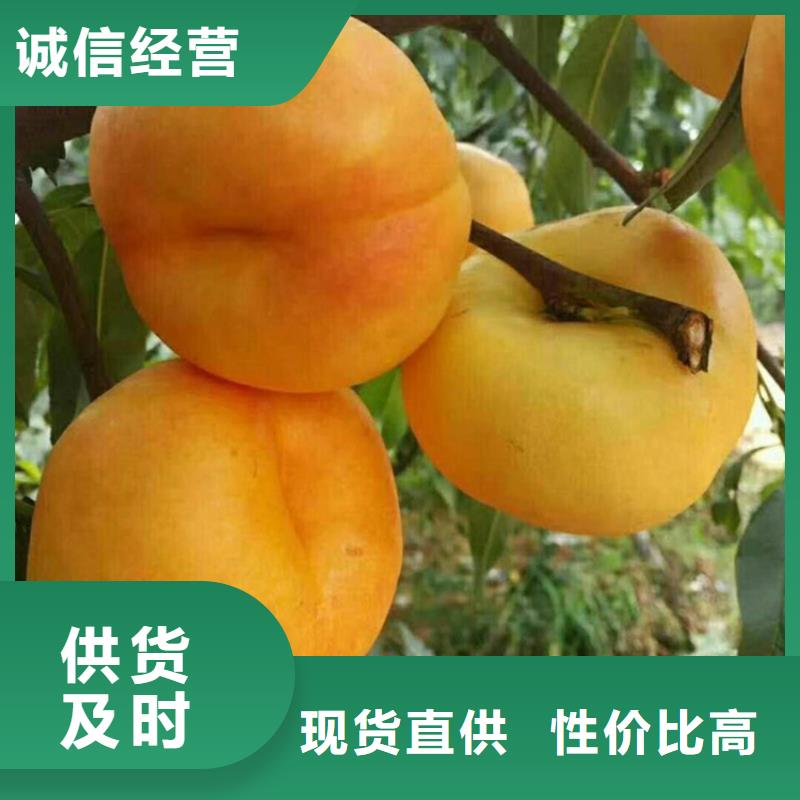 【桃石榴树追求细节品质】