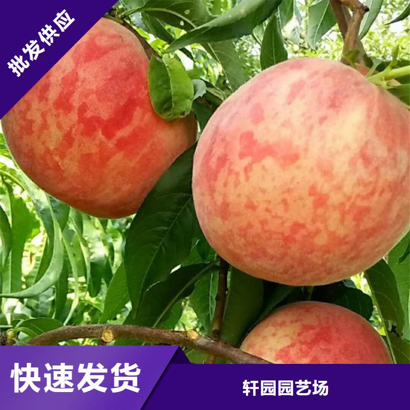 桃石榴苗专业生产N年