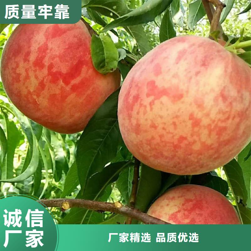 【桃】_北美冬青厂家直销售后完善-轩园园艺场(九江市分公司)