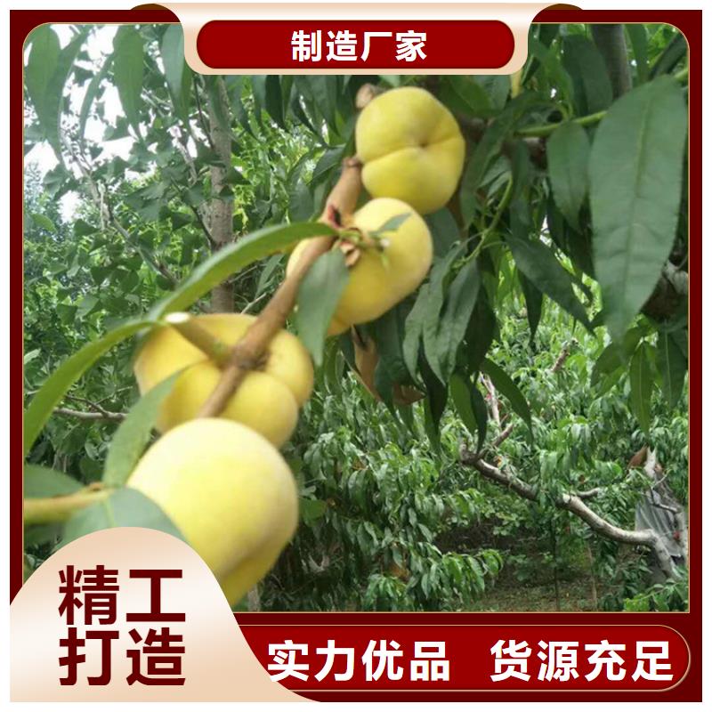 【桃】苹果苗源厂直接供货