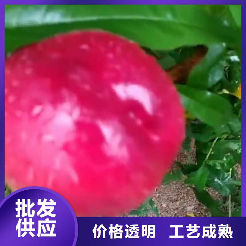 桃樱桃苗工厂价格