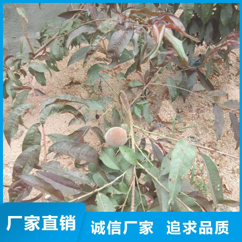 桃樱桃苗工厂价格