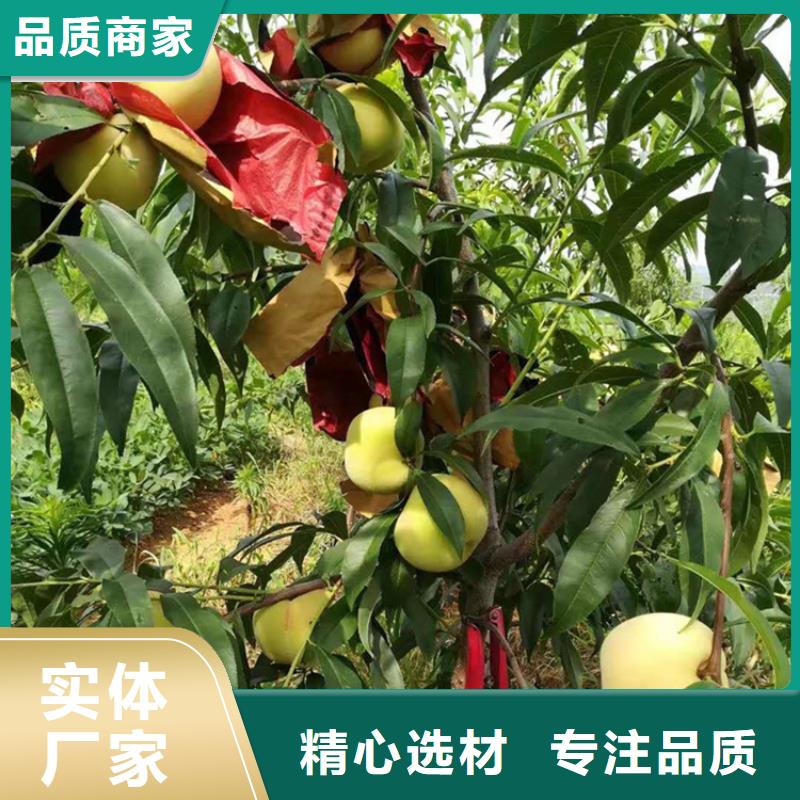 桃樱桃苗按需定做