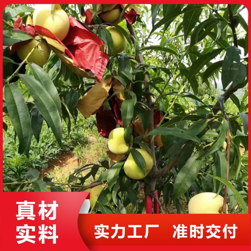 桃_樱桃苗厂家新品