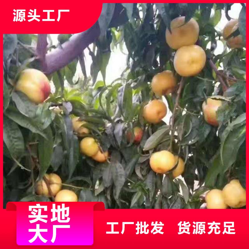 桃苹果苗优质货源