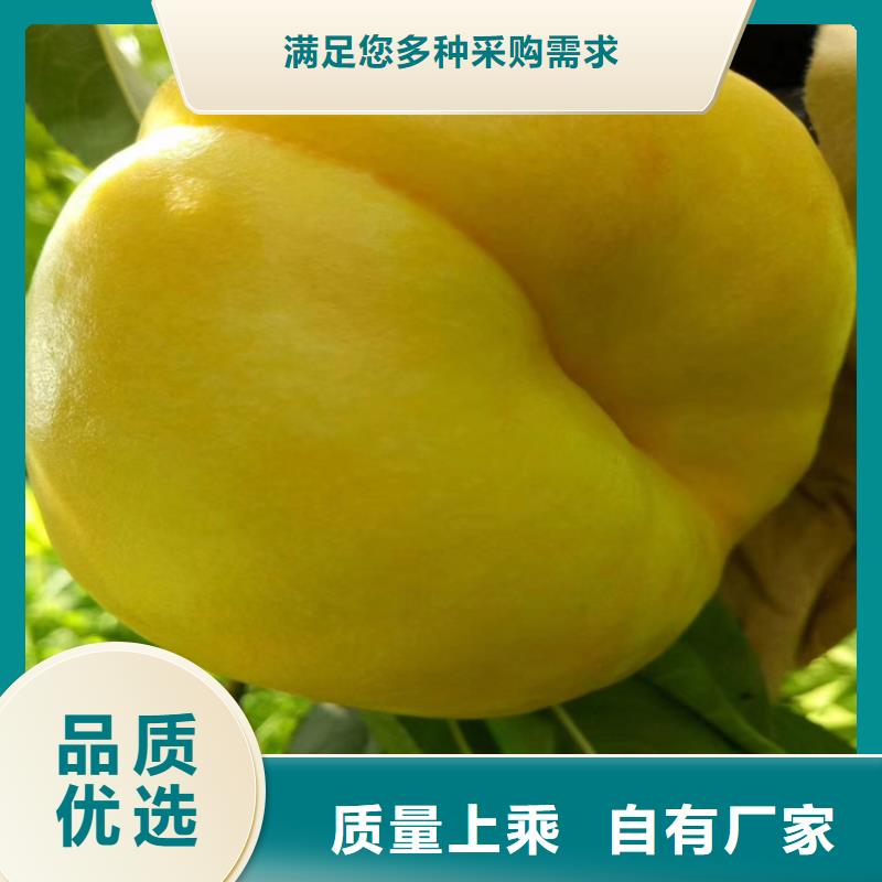桃樱桃苗供您所需
