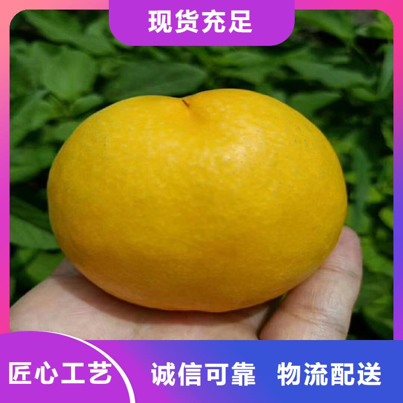 桃樱桃苗供您所需
