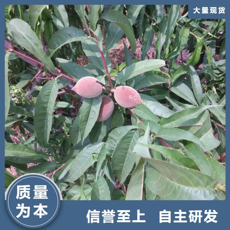 桃苹果苗优质货源